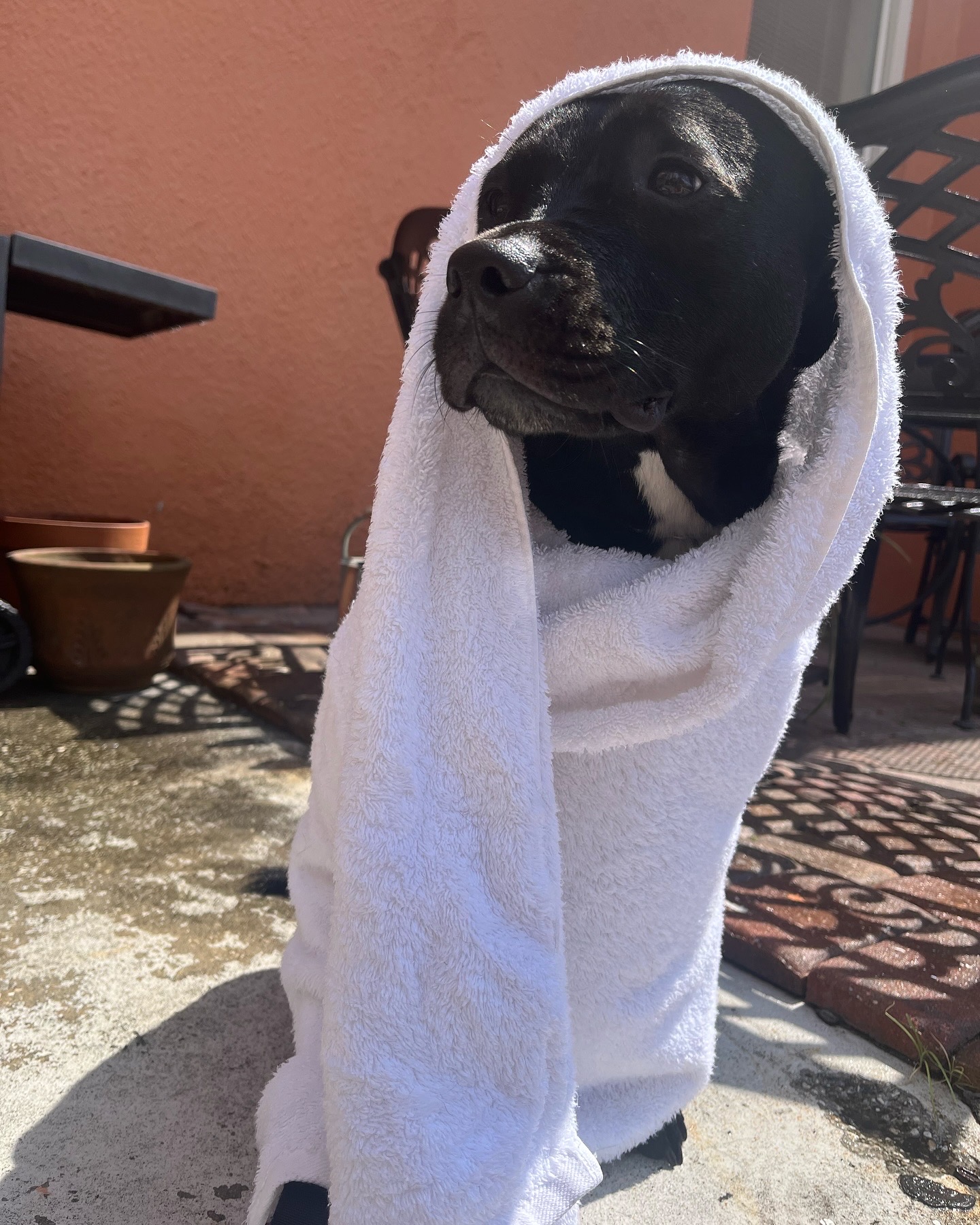 Daisy wrapped in a white towel after a bath